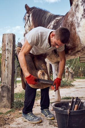 Farrier changing horseshoe in the stable