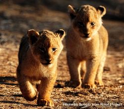 Two lion cubs on dirt ground 56EBN0