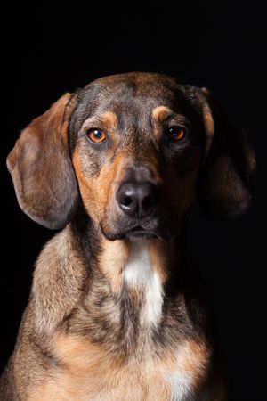 Amazing dog staring at camera
