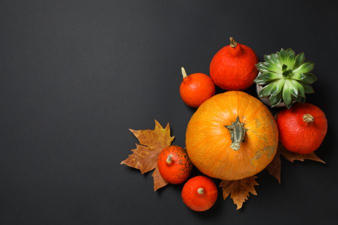 Composition with pumpkins, leaves and succulent on dark background, copy space