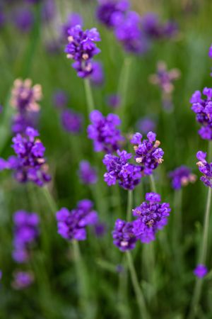 Meadow with flowering lavender