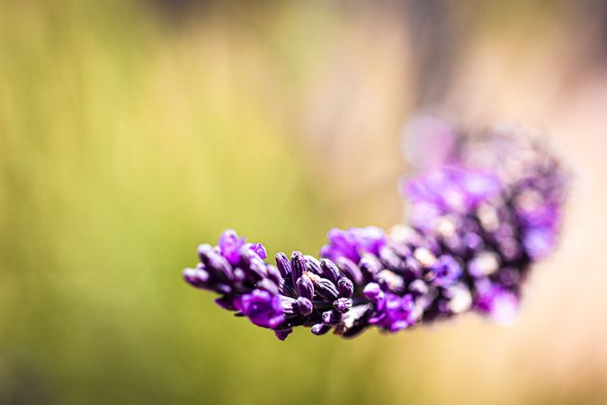 Close up of lavender plant on green natural background