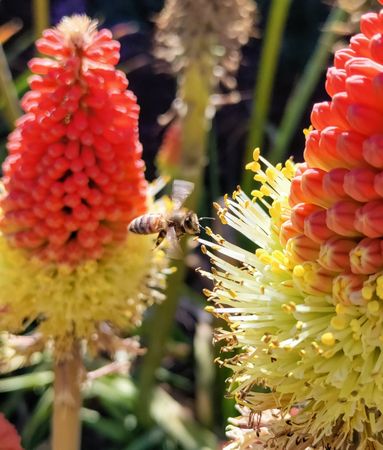 Torch lily, red and yellow with bee