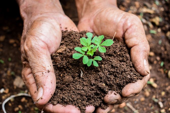 Hands holding soil with young plant