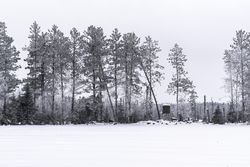 Tall trees in fresh snow
