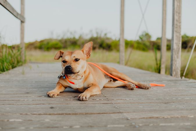 Relaxed brown dog lying on terrace