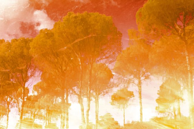 Art effect of golden trees under colorful sky