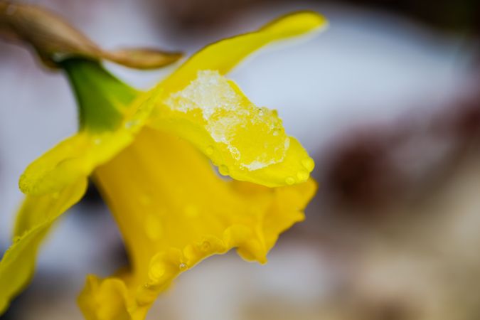 Daffodil flower closeup with melting snow