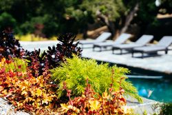Colorful bed of succulents with a swimming pool and lounge chairs in the background