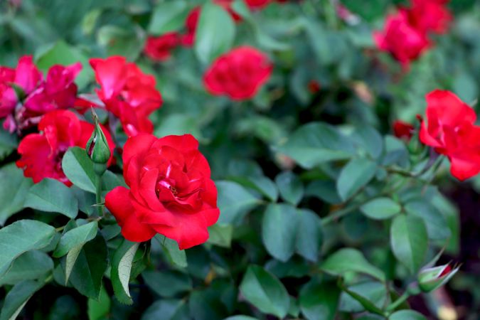 Red roses in the summer garden.