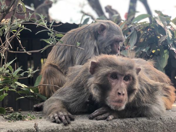 Two brown monkeys on focus