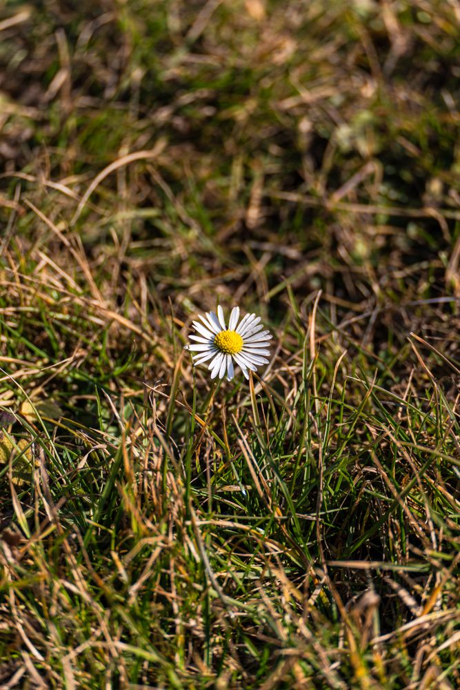 Wild daisy flower in the meadow