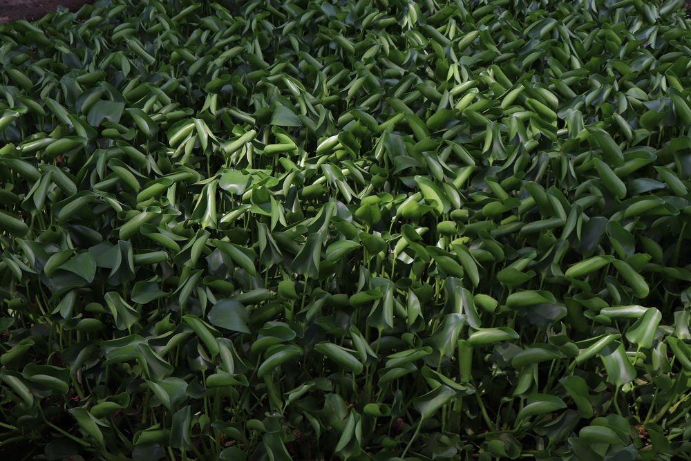 plants