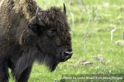 Bison standing in grass field 0Vor35