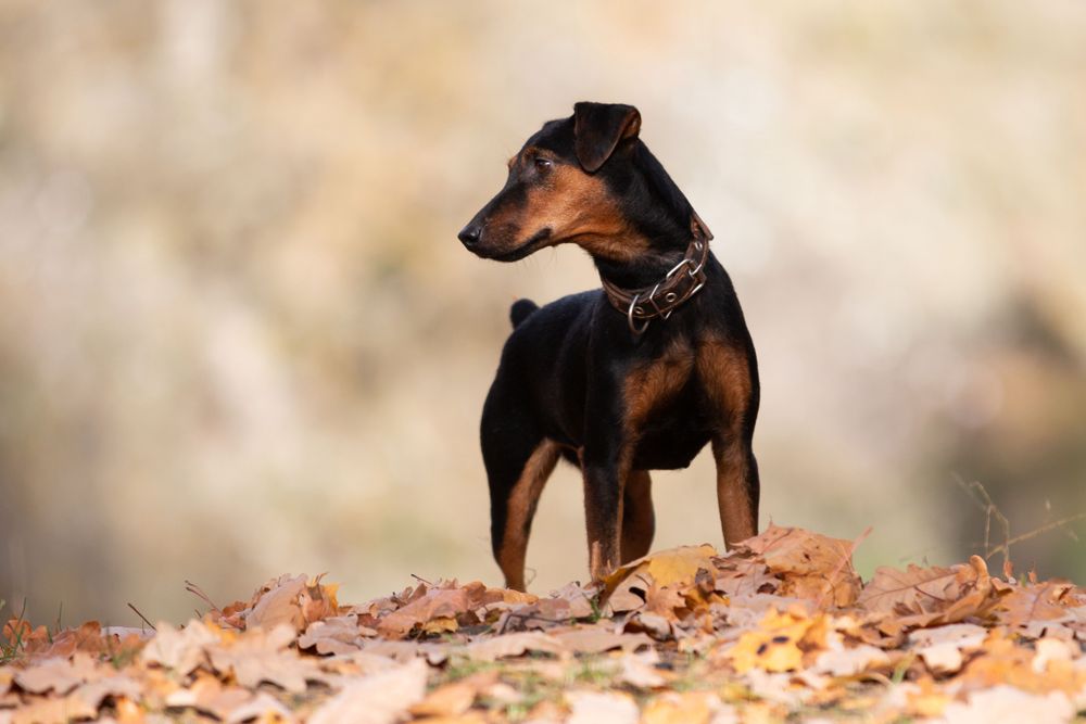 Autumn Walk with Young Dog
