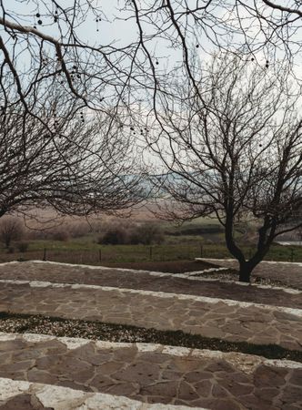 Leafless trees in autumn park