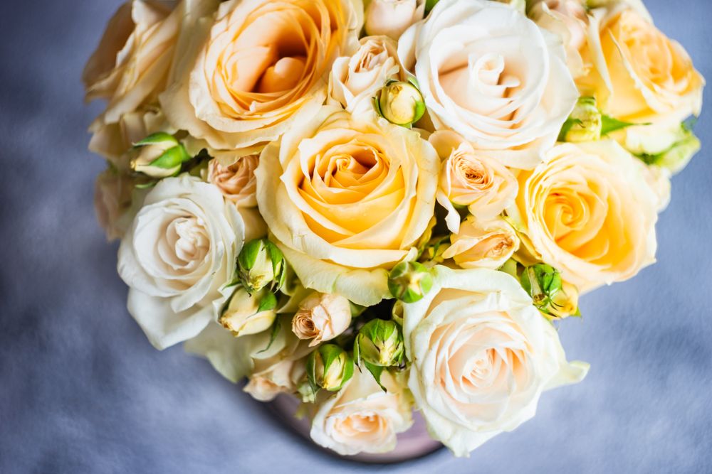 Top view of light roses on concrete background