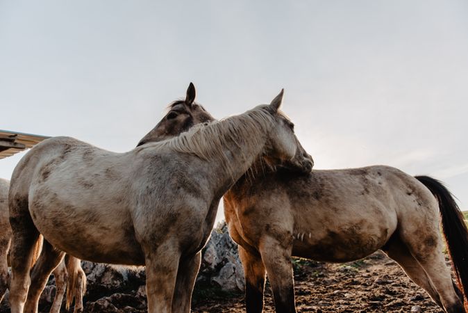 Funny horses on meadow