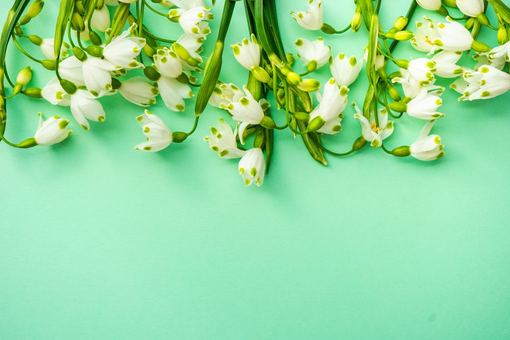 Snowdrops on green background