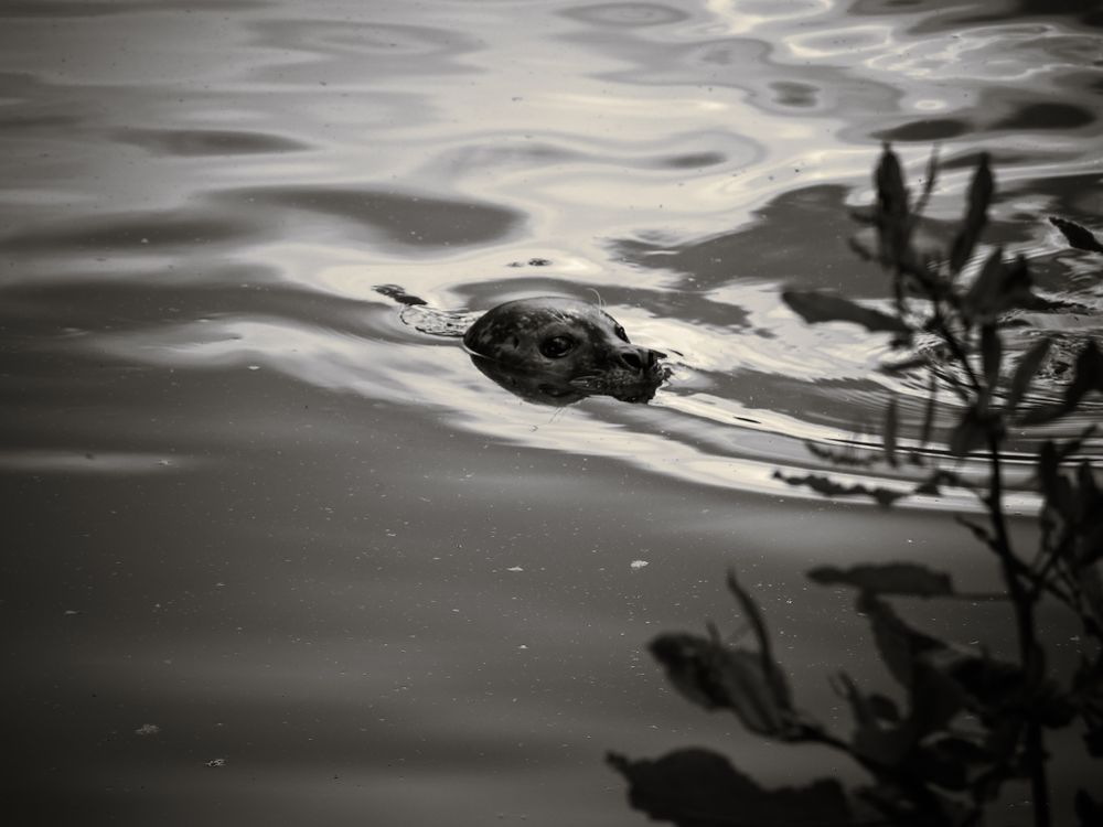Seal surfacing behind reeds and leaves