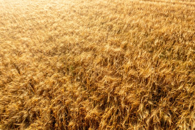 Golden wheat field at sunrise, drone aerial view.