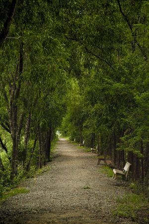 Peaceful empty path in lush green park