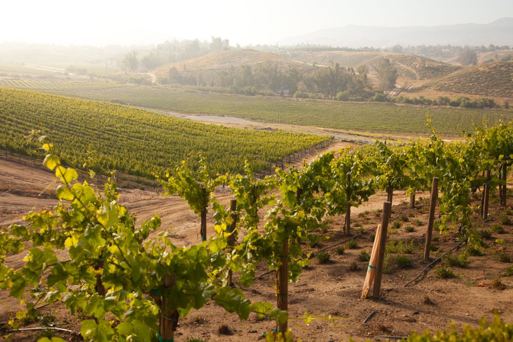 Beautiful Lush Grape Vineyard in The Morning Sun and Mist