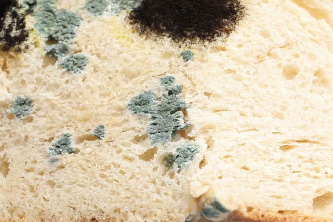 Mold on food, bread, close-up, side view.