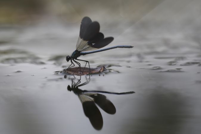 Dragon-fly on thin twig of plant