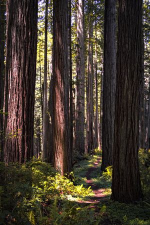 Beautiful tree trunks in forest with early sun, vertical