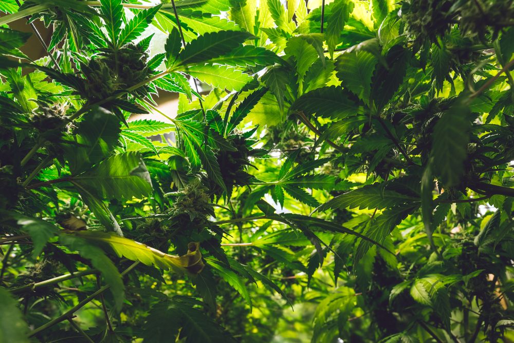 Sun peaking through a canopy of marijuana leaves