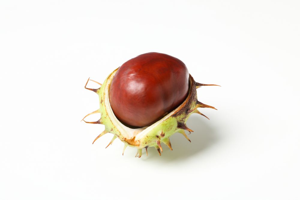 Fresh and ripe chestnuts, close up, Autumn chestnuts