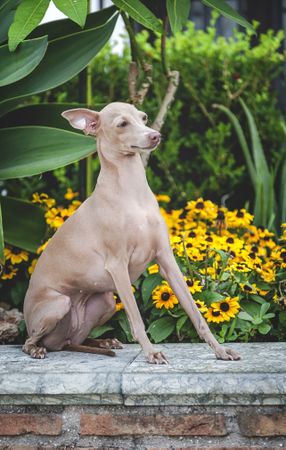 Obedient dog sitting on parapet by flowers