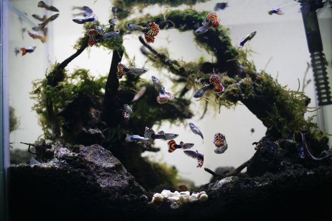Aquarium full of colorful guppy fish