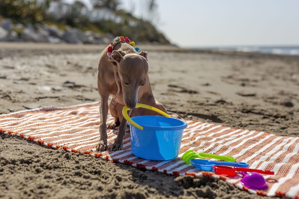 Cute puppy playing on beach in sunny day