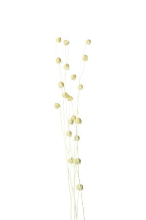 Long dried flower stalks in blank studio shoot