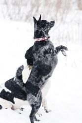 Joyful Snow Dance
