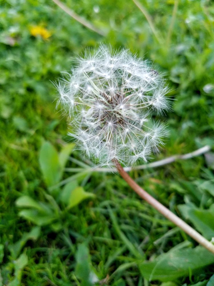 Dandelion in green field