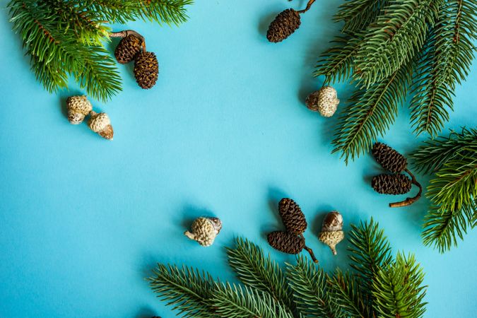 Christmas festive concept of pine cones and branch on blue background