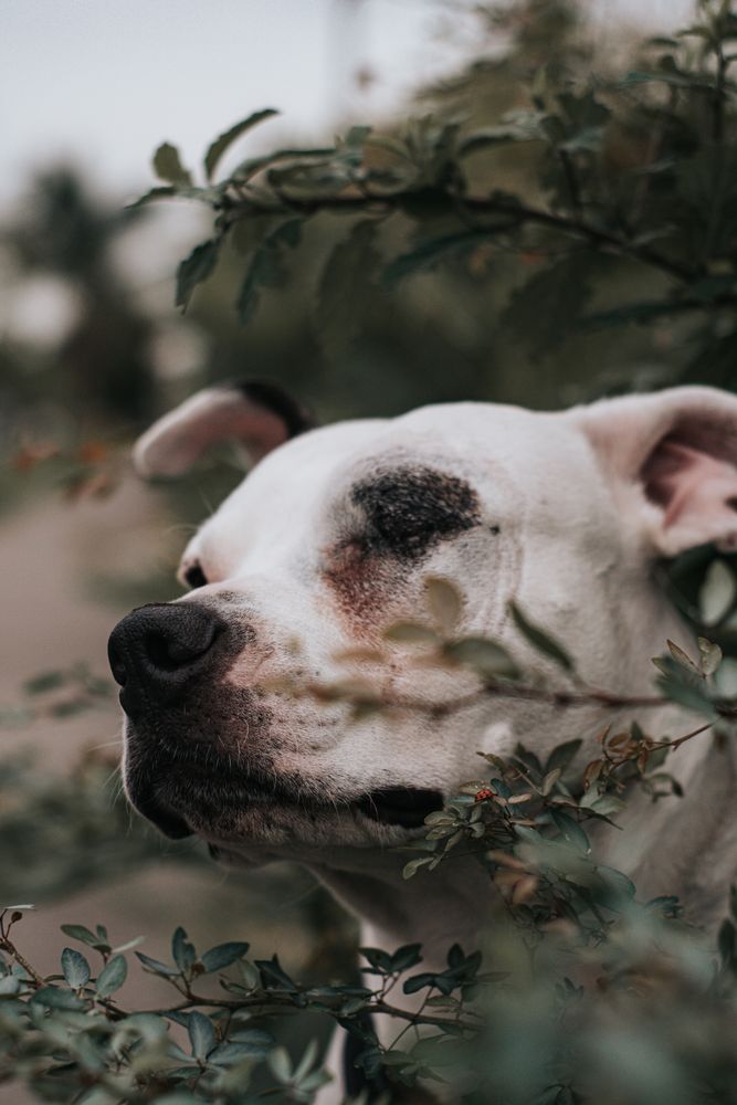Happy amstaff dog spending time in street