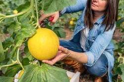Farmer using secateurs while harvesting ripe melons in greenhouse