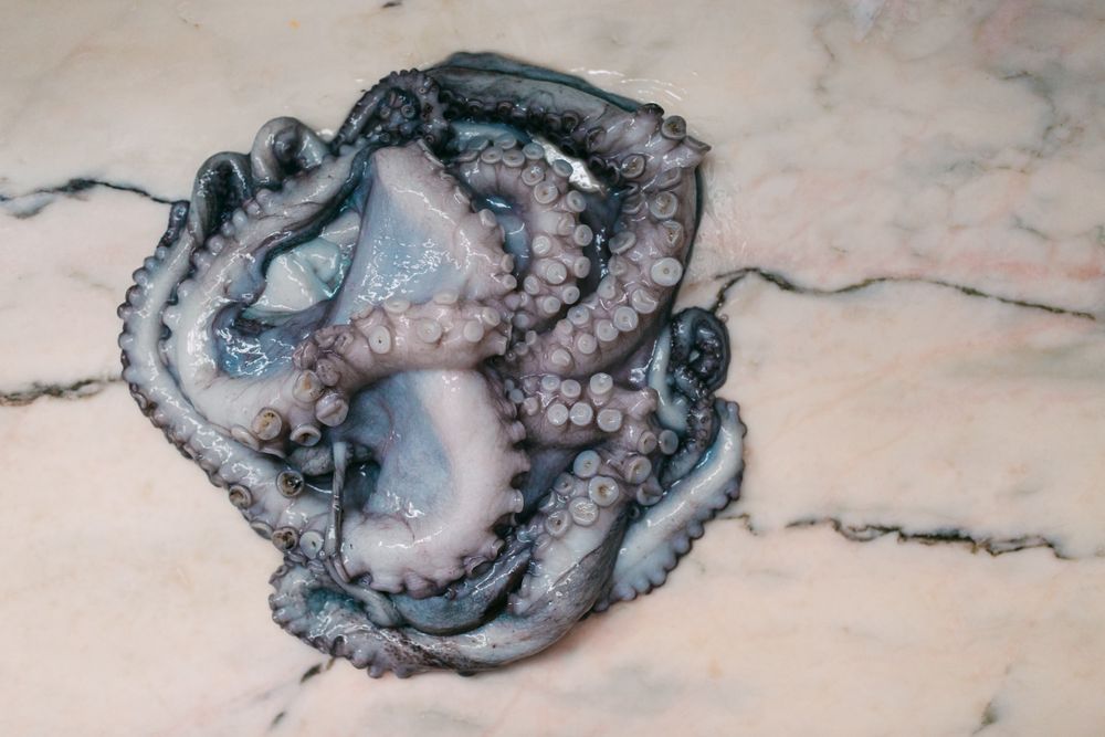 Fresh squid on marble table