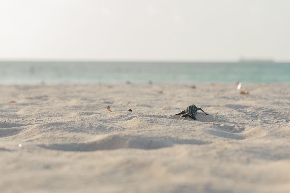 Baby turtle crawling on sand to water