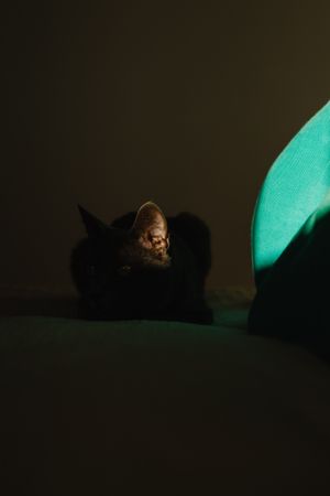 Cute cat under ray of light on a bed