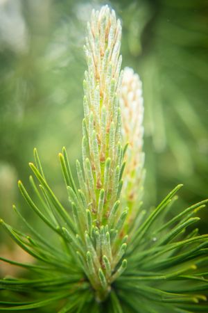 Closeup of a pine bloom