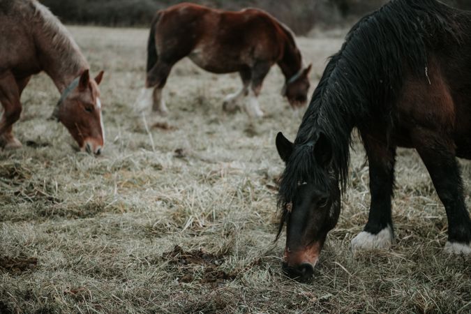 Funny horses on meadow