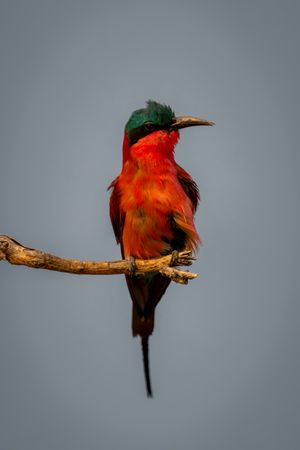 Southern carmine bee-eater looks windblown on branch