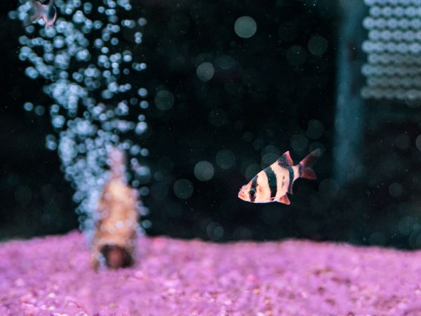 Exotic fish in aquarium