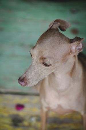 Cautious dog sitting on shabby wooden floor