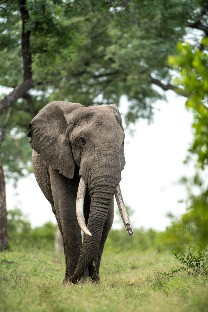 Grey elephant on green grass field